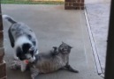 LADbible - Aussie Dog Rolls Over Chunky Cat Facebook