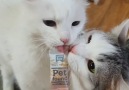 LADbible - Cat Bites Other Cat&Tongue Instead Of Food Facebook