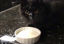 LADbible - Cat Makes A Mess Drinking Milk Facebook