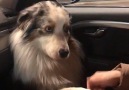 LADbible - Dog Demands Human Holds Its Hand Facebook