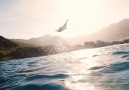 LADbible - Dolphin&Incredible Jump Caught By Cameraman Facebook