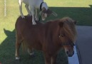 LADbible - Goat&New Skill Riding On A Pony Facebook