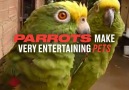 LADbible - Parrots And Parakeets Facebook