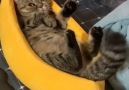 LADbible - Sleeping Banana Cat Facebook