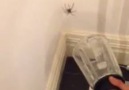 Lads Try To Catch Spider