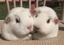 Lady And The Tramp Guinea Pigs