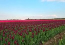Lale bahçeleri - Hollanda