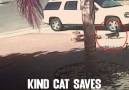 Lance210 Pranks - Cat Saves Boy Facebook