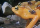 Land Invaders Amphibians -  (2)