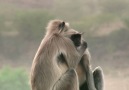 Langurs Mourn Infant, SITW