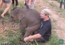 Lap elephants!