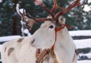Lapland is the ultimate place to experience Christmas