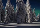 Lapland - Kuzey Işıkları