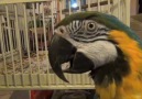 Large MargeAn Alaskan Macaw living at the Funny Farm AK.
