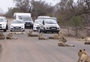 Largest Lion Pride Ever Blocking Road In Kruger Park