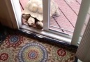 Large Tortoise Lets Himself Into The House