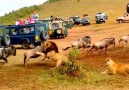 La temeraria caza de una pareja de leones