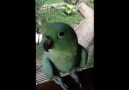Laughing Parrot!