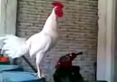 Laughing Rooster