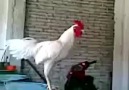 Laughing Rooster Can't Stop Laughing!