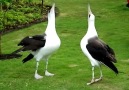 Laysan Albatross Courtship Dance