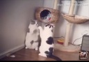 Lazy Cat Fight