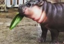 leaf gobbling aqua pigletcreds