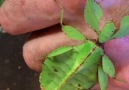 Leaf insect