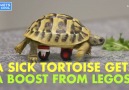 Lego Wheelchair for Tortoise