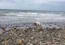 Leia the Dog helps save beached baby Dolphin...