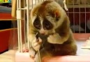 Lemur