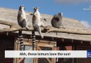 Lemurs Love the Sun