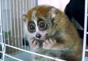 Lemurs, The Cutest Animals On Earth!