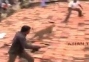 Leopard rampages through Indian city