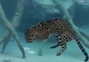 Leopard swimming
