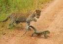 Leopard vs Monitor Lizard O