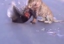 Leopar oklu kirpiyi avladı ama ölümü hesaplayamadı