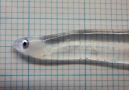 Leptocephalus