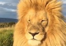 Le Roi Lion - Effroyable Nature