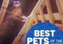 Let&take a look back at the Best Pets of February!