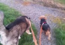 Liath & Lucy out for a walkies