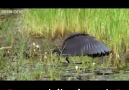 LIKE Watch It Go Viral for more videosCredit Walk On The Wild Side (BBC)