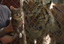 Lil BUB with Big TIGERS.