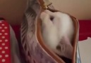 Lil cuteness in your purse