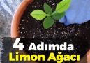 Limon çekirdeğinden evde limon ağacı yetiştiriyoruz