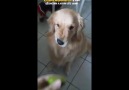 Limonu Görünce Tikli Emmiler Gibi Mimikler Yapan Köpek