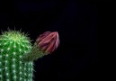 Lindas timelapses de flores de cactos