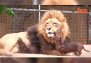 Lion and dog are best friends