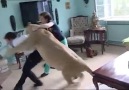 Lion attacks man at home!