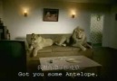 Lion Caught Cheating On Wife!!! XD